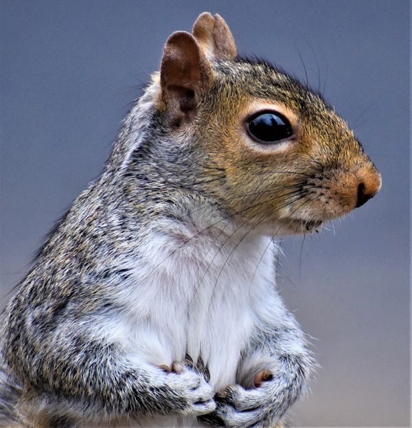 Squirrel holding something in both hands thumbnail