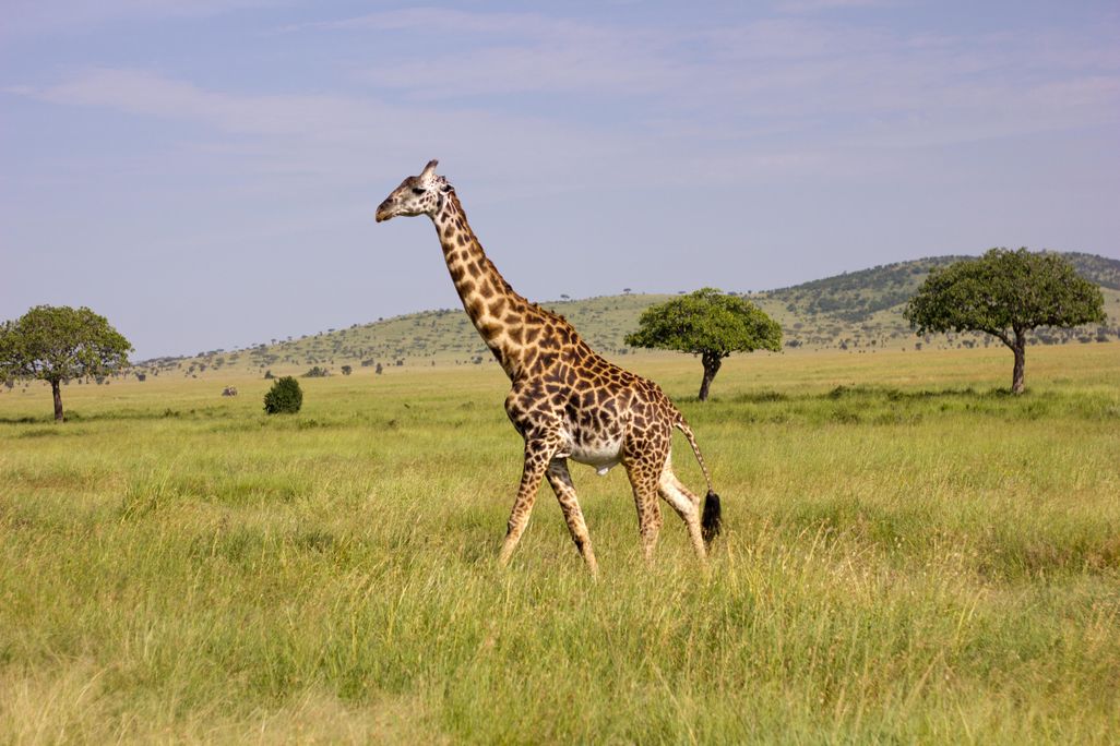 Masai Giraffe