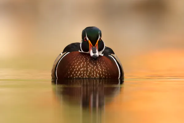 Wood Duck Straight On thumbnail