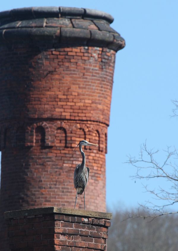 Blue Heron in front of Collins Company chimney thumbnail