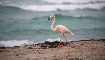More Than a Century Ago, Flamingos Disappeared From Florida. Now, They're Coming Home