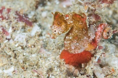 An adult male Hippocampus nalu will grow to a maximum of just 2 centimeters long.