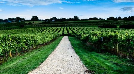 As prim and tidy as hedges at the Queen’s palace, a vineyard in England reminds us that rising temperatures are now allowing for wine production in the world’s higher latitudes.