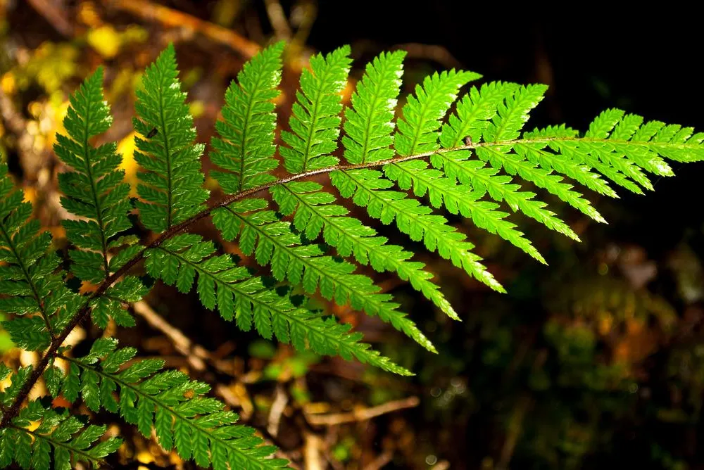 A fern repeats its pattern at various scales.