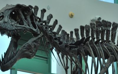 A reconstructed Acrocanthosaurus at the North Carolina Museum of Natural Sciences.