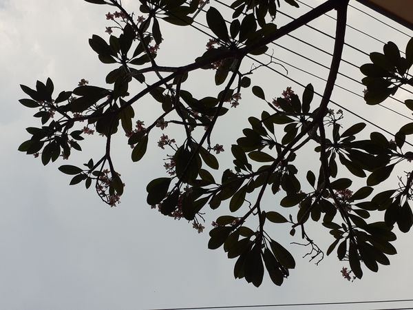 A plumeria flower tree on my way back home from university in Calcutta, India thumbnail