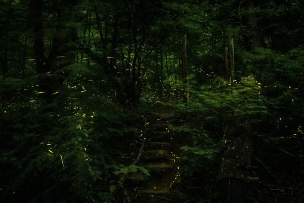 Fireflies in Great Smoky Mountains National Park thumbnail