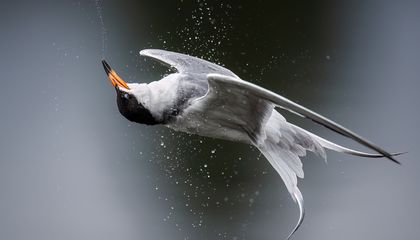 See 12 Captivating Bird Images From the Audubon Photography Awards