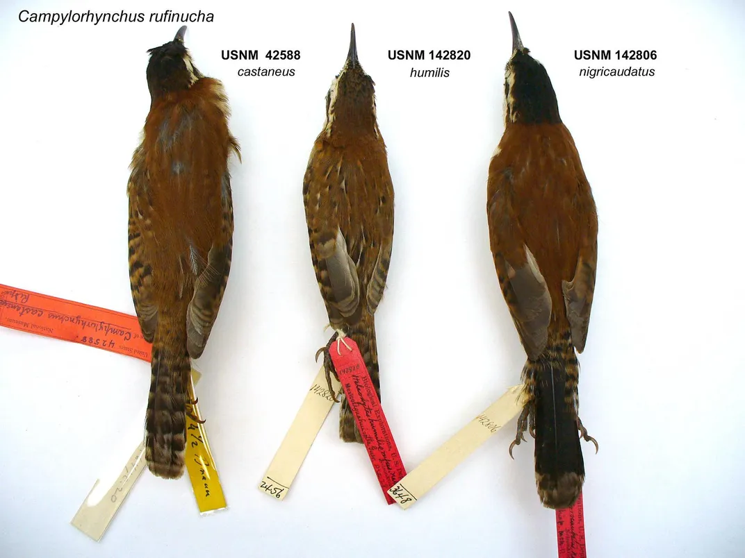 What We Can Learn From a New Bird Tree of Life