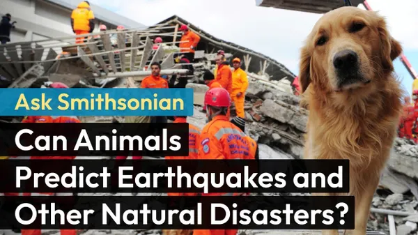 Preview thumbnail for Ask Smithsonian: Can Animals Predict Earthquakes and Other Natural Disasters?