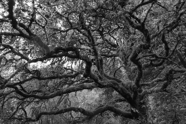 Oak branches like streams in the sky thumbnail