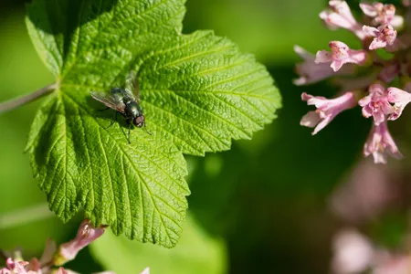 A green bluebottle fly, part of the Calliphoridae family of carrion flies.