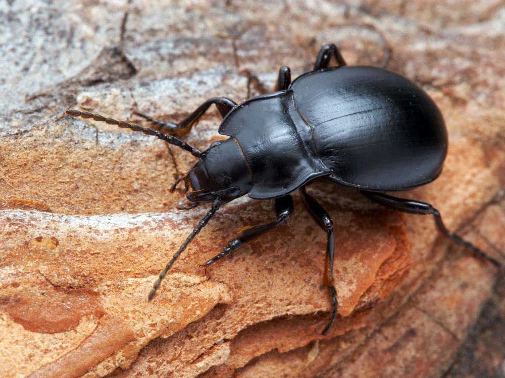 bombardier beetle