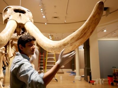 What's a mastodon doing at SAAM? Dr. Advait Mahesh Jukar, a Deep Time Fellow and Paleontologist at the Smithsonian's National Museum of Natural History, answers our questions.