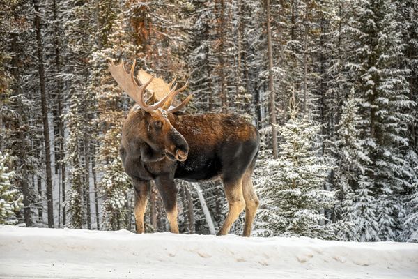 Bull moose (Alces alces) in Jasper National Park thumbnail