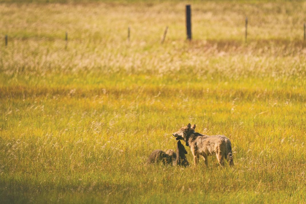 wolf pups and siblings