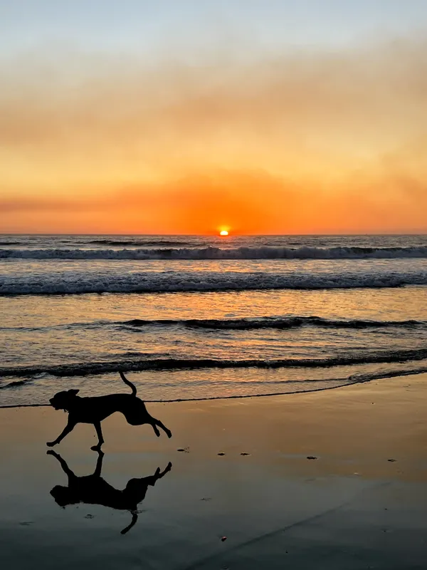 Frolicking Pup at the Seaside thumbnail