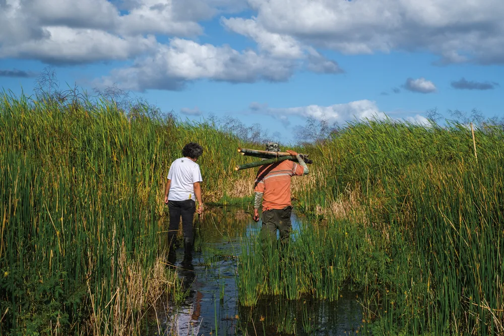 two men walk through wetlands and tall grass collecting cattails