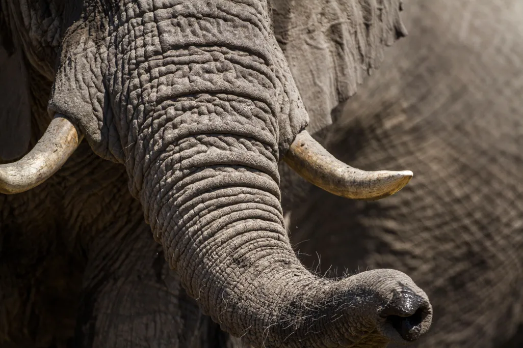 elephant trunk