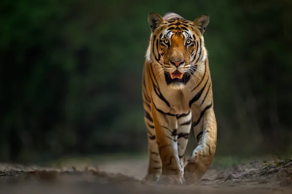 King’s Promenade thumbnail