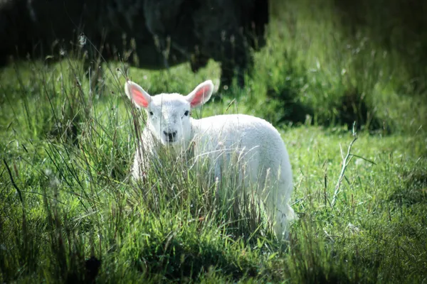 Curious Lamb in the Isle of Skye thumbnail