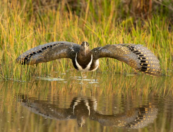 Australian Painted-Snipe in threat display thumbnail