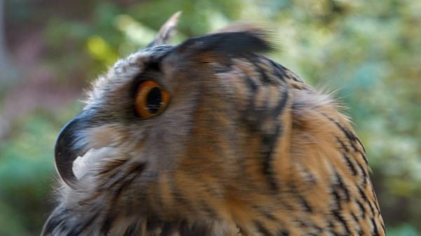 Preview thumbnail for 10 Fascinating Facts About Owls