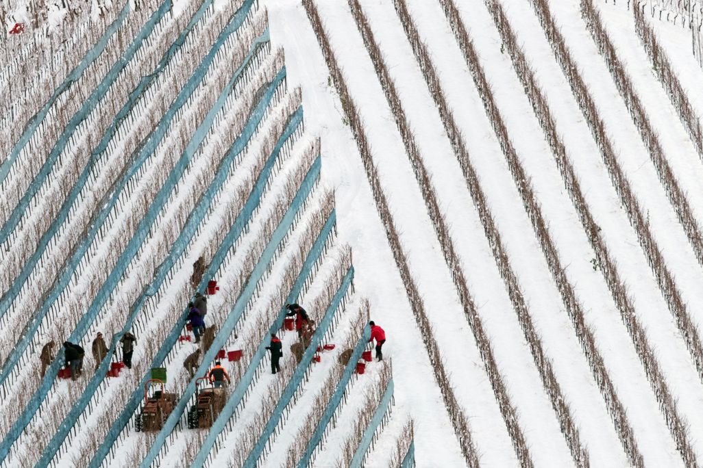 A crew harvesting grapes in Glottertal, Germany, on January 18, 2016.