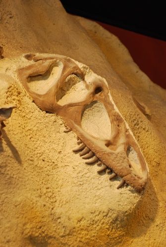 20110520083152allosaurus-skull-cast.jpg