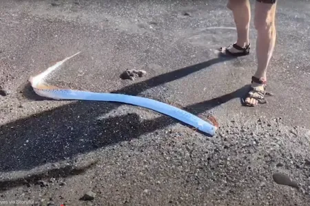 An oarfish surfaced in&nbsp;Playa El Quemado, Mexico, earlier this month.