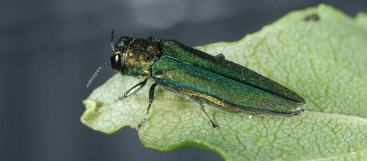 An image of a long metallic green colored insect resting on a leaf. The insect is the Emerald ash borer.