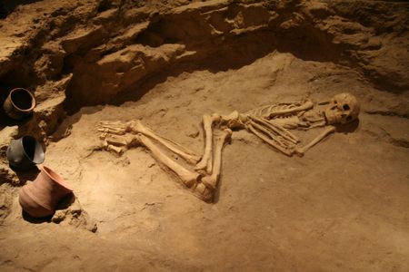 Fossilized bones from the distant past and the bones that constitute our skeletons today are perhaps the best tool to help scientists learn about the evolution of life. 