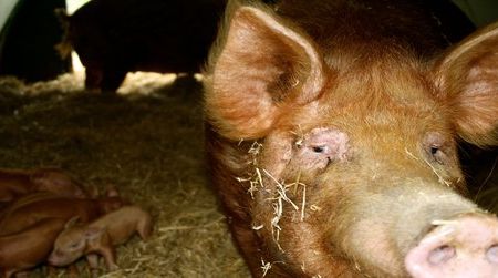 A ginger sow and her piglets at the Ginger Pig’s Yorkshire farm.