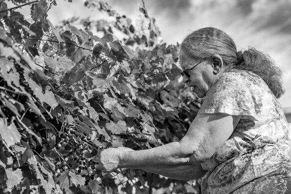 An Older Southern Woman Picking Muscadine Grapes thumbnail