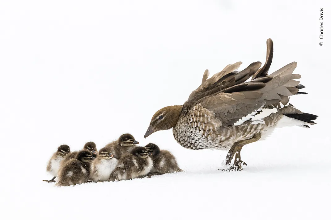 Ducklings huddle together against a snowy backdrop with their mother standing next to them, leaning in attentively
