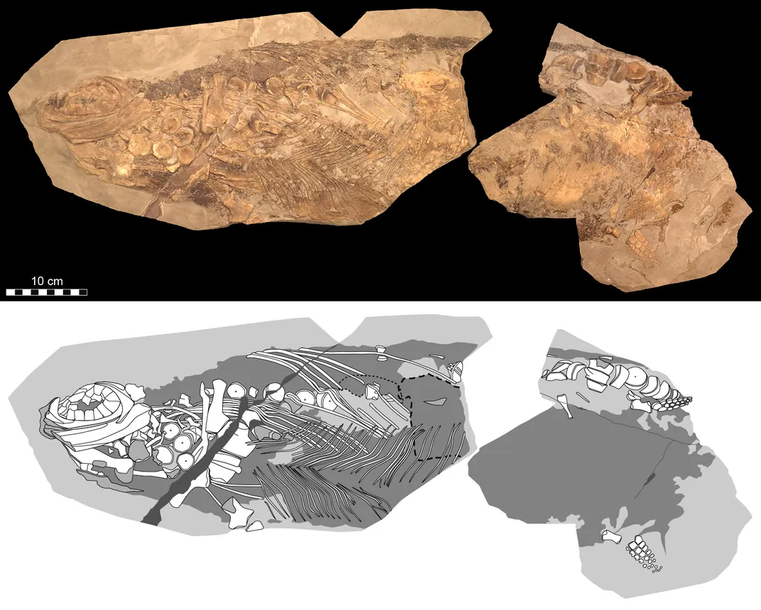 Ichthyosaur Fossil