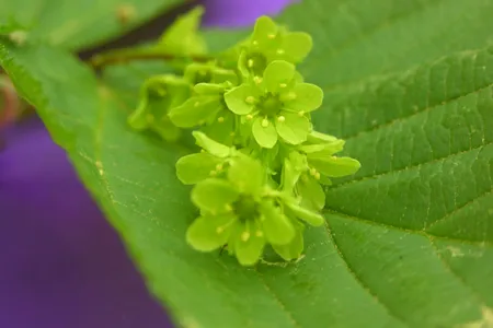 Male flowers of the striped maple tree.