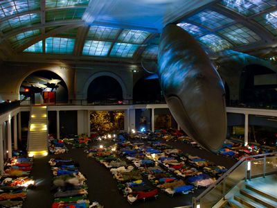 Adults slumber beneath a blue whale at the American Museum of Natural History in New York.