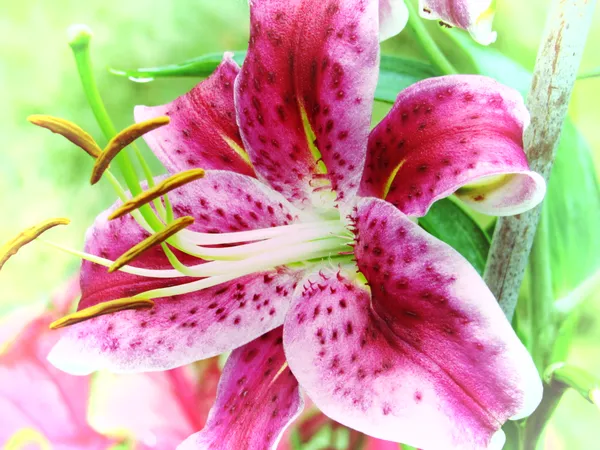 A Pink Asiatic Lily Bloom thumbnail