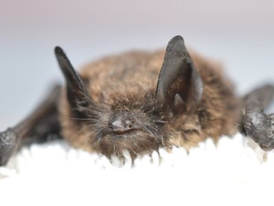 The little brown bat infected with white-nose syndrome found in the state of Washington 