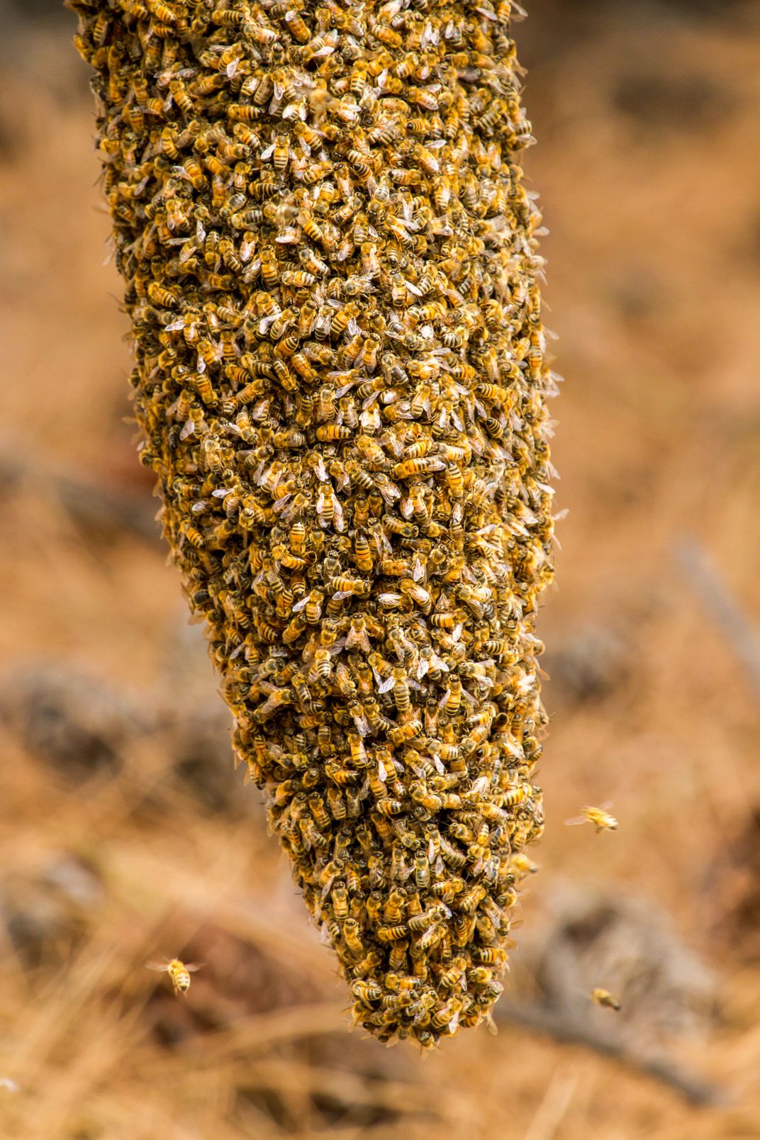 Honeybees Swarming Research Paper
