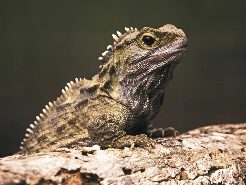 A Tuatara in New Zealand