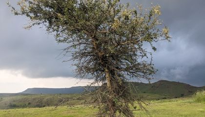 Ancient Literature Suggests India’s Savannas Are Much Older Than Previously Thought