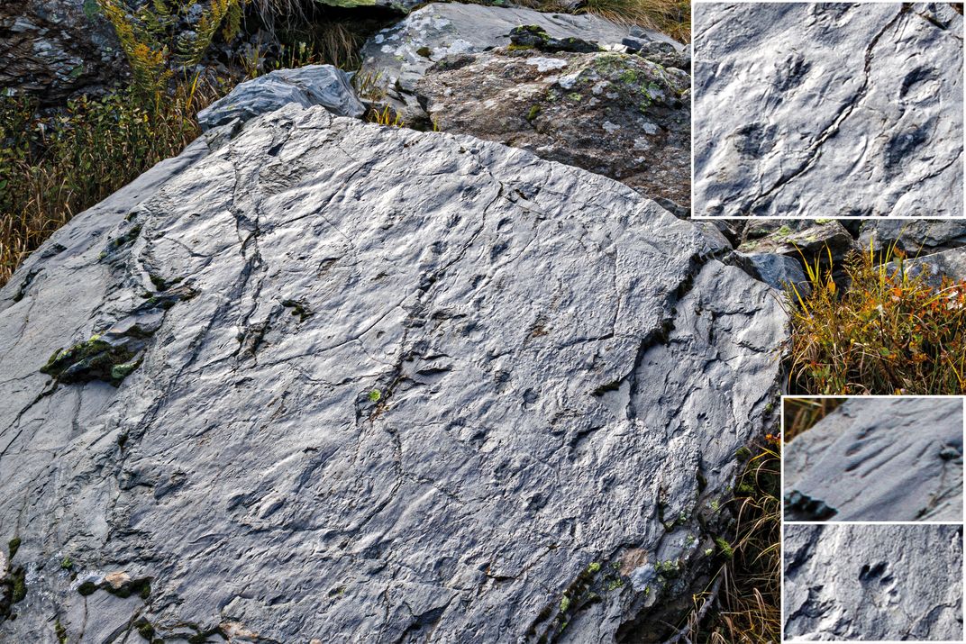 Footprint Fossil on a rock