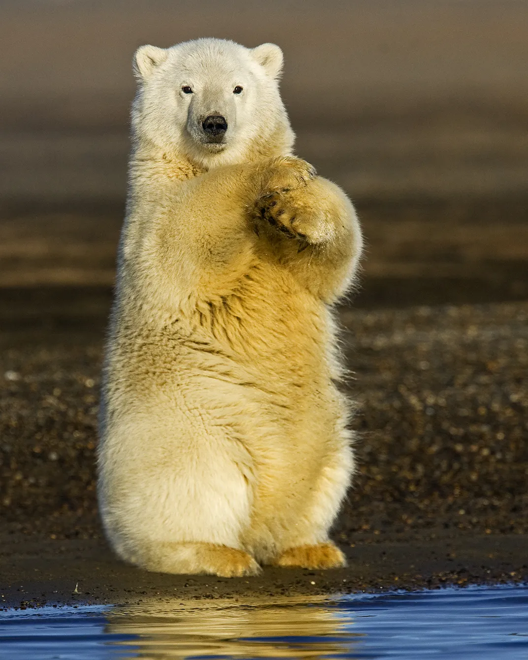 a polar bear stands at the edge of water
