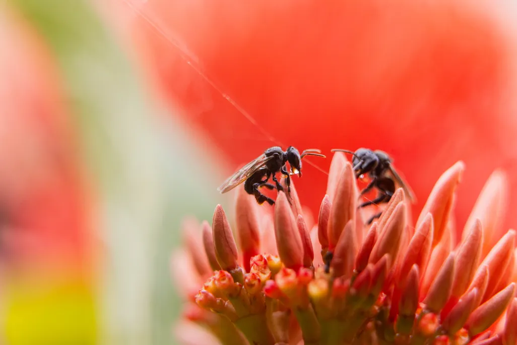 Dos pequeñas abejas en una flor roja.