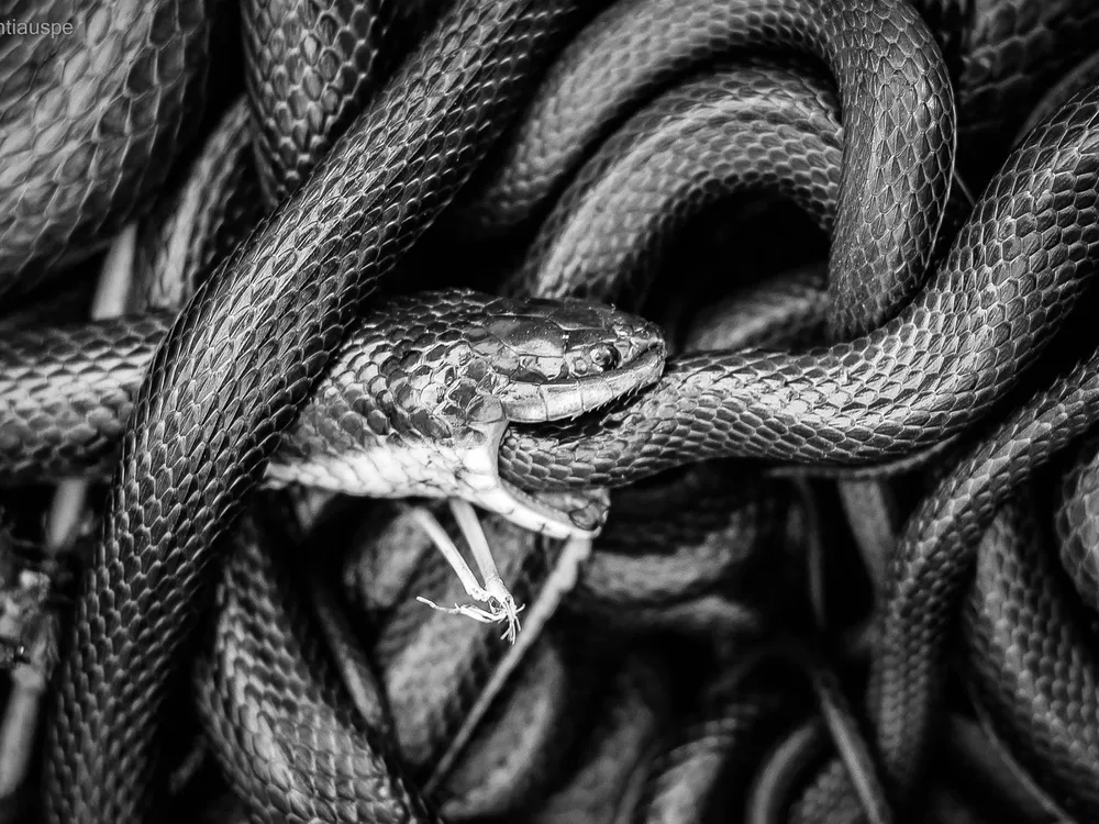 a black snake coiled all across the frame consumes another snake, their bodies looping around