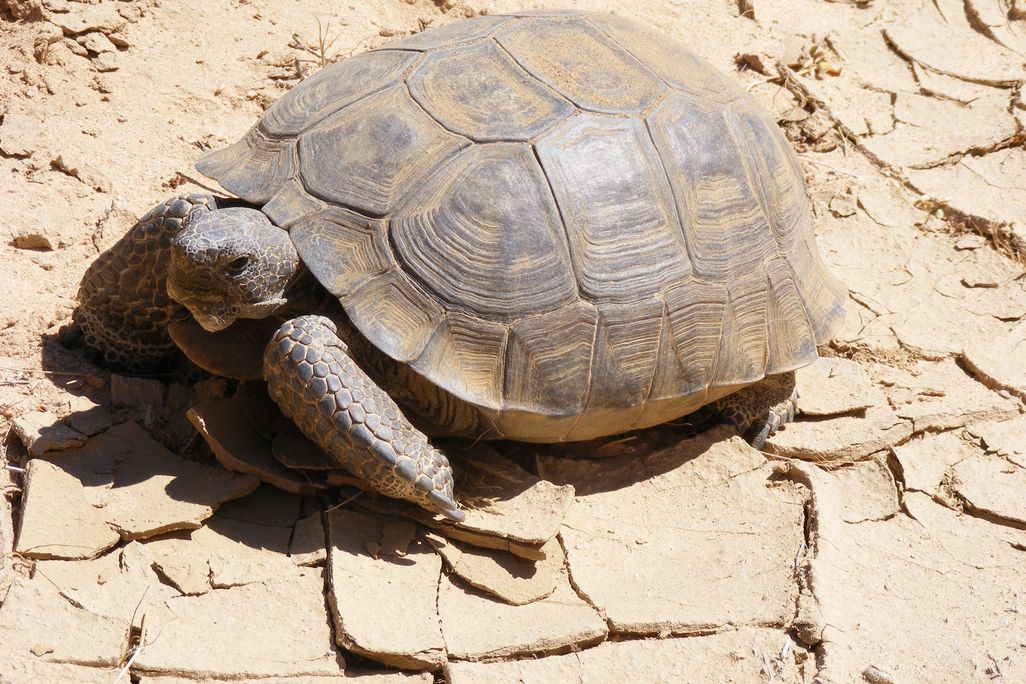 Giant tortoise
