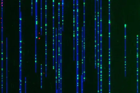 A map of DNA with the double helix colored blue, the landmarks in green, and the start points for copying the molecule in red. David Gilbert/Kyle Klein, CC BY-ND
