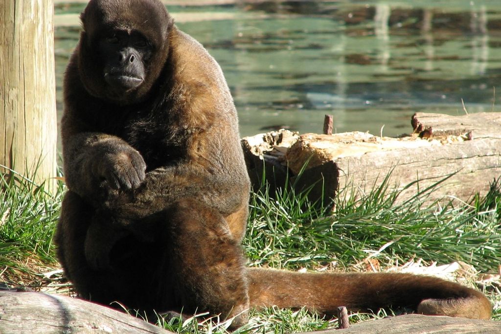 An image of a brown Woolly Monkey sitting by water. The monkey has thick fur and has its arms folded across its belly.